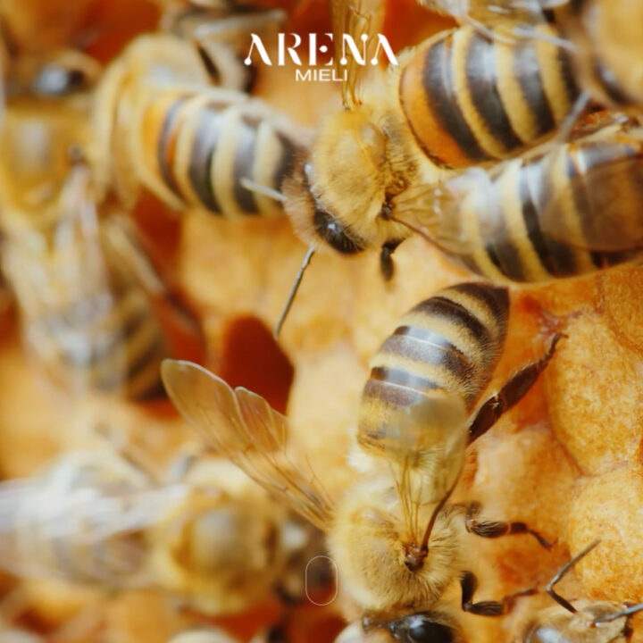 arena-mieli-web-wordpress-woocommerce